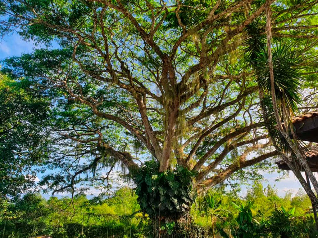 detur, de tur, detur fincas fincas en La Tebaida, fincas en alquiler La Tebaida, alquiler de fincas en La Tebaida, fincas turísticas en La Tebaida, finca vacacional La Tebaida, finca campestre La Tebaida, fincas en el eje cafetero
